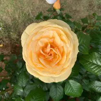 はづき