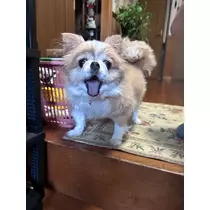 セララ