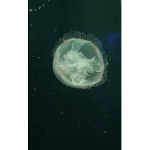 長瀬 純恋