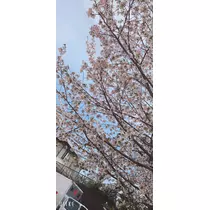 夏樹