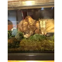 長瀬 純恋