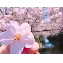 美羽
