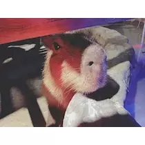 さくら