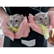 あやか