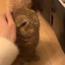 セナ