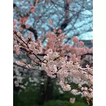 りん