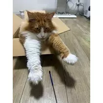 桐島 りゅう