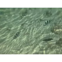 あおい