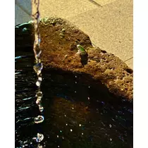 あおい