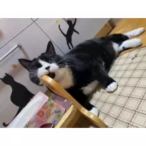 桐島 りゅう
