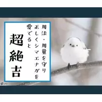 ひな