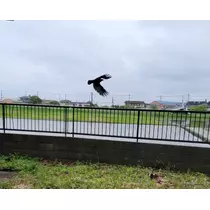 りか