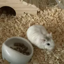 ちゃお