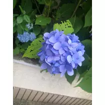 ちょこ
