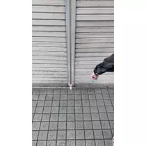 かずは