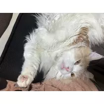 天羽 もか