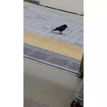 のはら かすみ