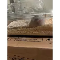 しおり