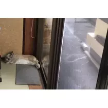 ゆきの