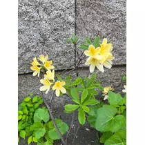 緑 四葉