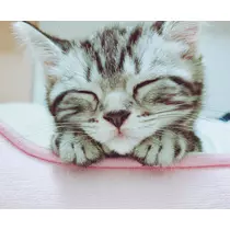 夢乃 サラ