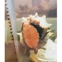 紫音