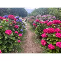 あいり