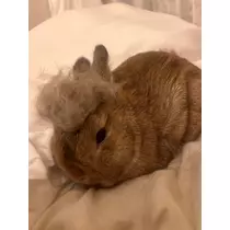 セナ