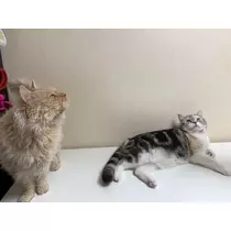 足立 はな