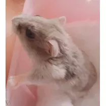 サヤ