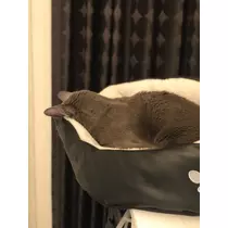 華