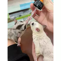 めい