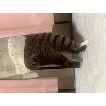 恋麦乃 ちょり