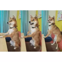 せら