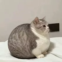 はるせ