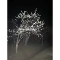 長瀬 純恋