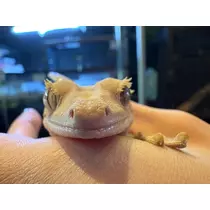 みやび