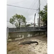 ふうか