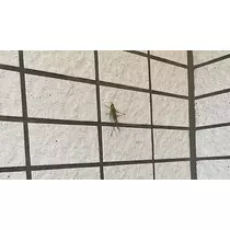 愛羽 仁美