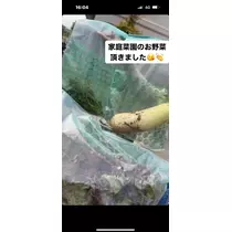 諸星 海