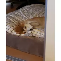 エミ （スタッフ）