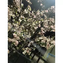 星野 大空