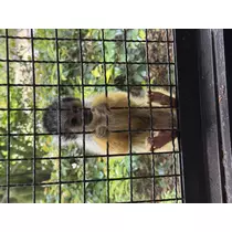 にこる