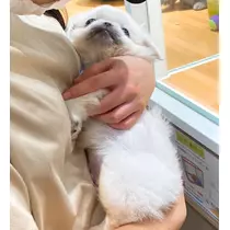さくら