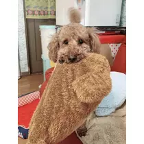 如月 凛