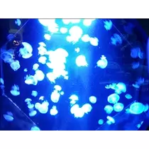 愛羽 仁美
