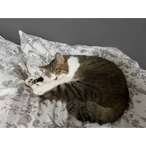メイ