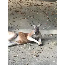 ちょこ