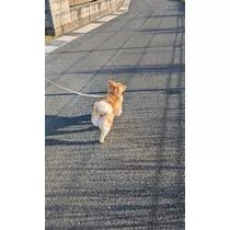 椎名 あき