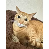 ユズ